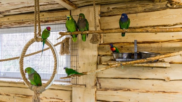 Papugarnia Wilkasy - zdjęcie 17