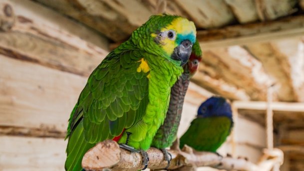 Papugarnia Wilkasy - zdjęcie 16