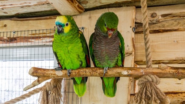 Papugarnia Wilkasy - zdjęcie 15