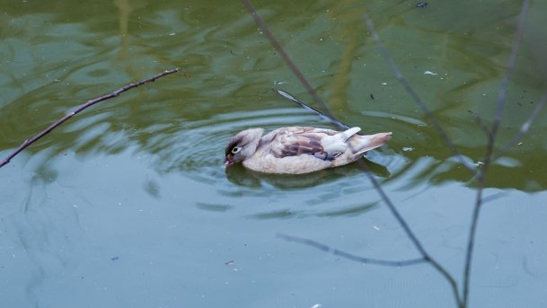 Papugarnia Wilkasy - zdjęcie 14