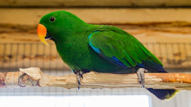 Papugarnia Wilkasy - zdjęcie 13