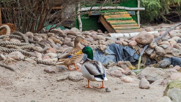 Papugarnia Wilkasy - zdjęcie 12