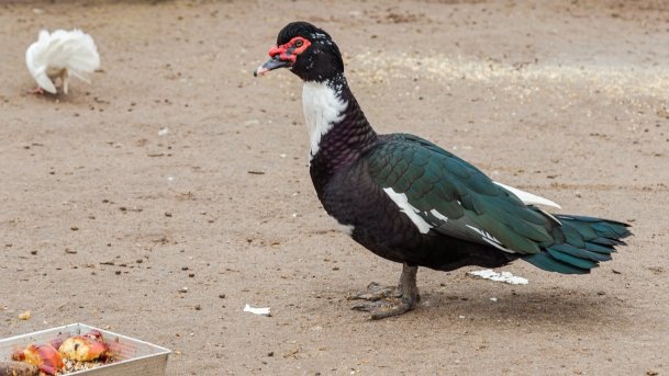 Papugarnia Wilkasy - zdjęcie 11