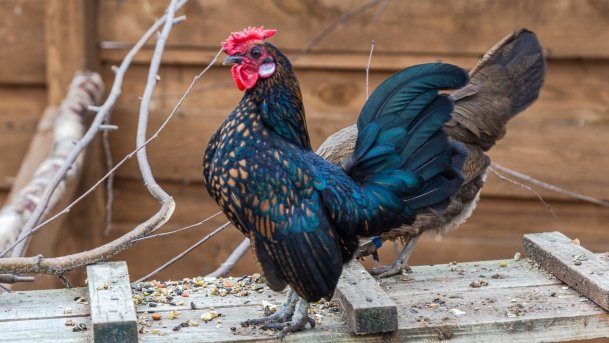 Papugarnia Wilkasy - zdjęcie 10