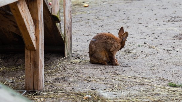 Papugarnia Wilkasy - zdjęcie 9