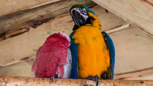 Papugarnia Wilkasy - zdjęcie 8