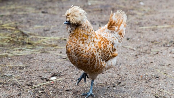 Papugarnia Wilkasy - zdjęcie 7