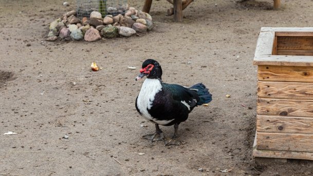 Papugarnia Wilkasy - zdjęcie 6