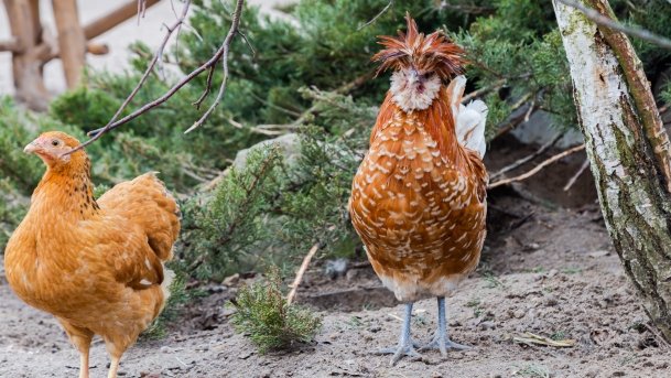 Papugarnia Wilkasy - zdjęcie 4