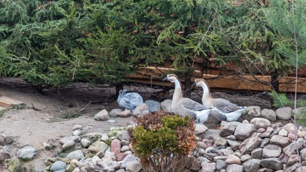 Papugarnia Wilkasy - zdjęcie 3