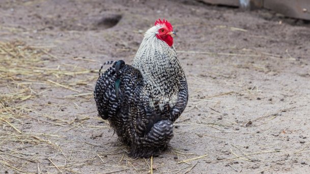 Papugarnia Wilkasy - zdjęcie 2