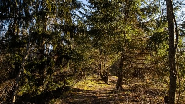 Mosty Kolejowe Botkuny - zdjęcie 20