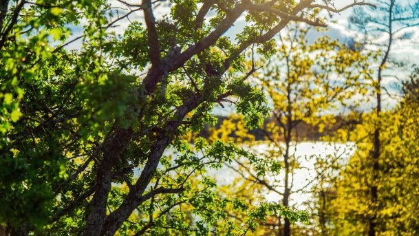 Grodzisko Święta Góra - zdjęcie 33