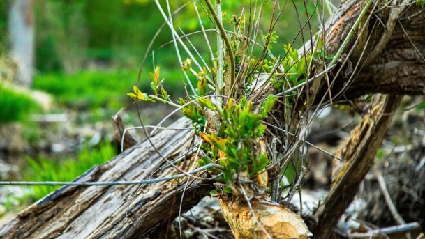 Grodzisko Święta Góra - zdjęcie 29