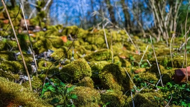 Pałac w Prosnej - zdjęcie 18