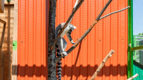 Mazurskie Mini Zoo w Kąpie - zdjęcie 60
