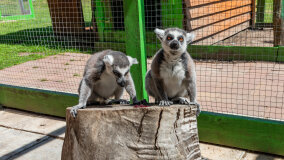 Mazurskie Mini Zoo w Kąpie - zdjęcie 59