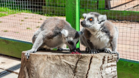 Mazurskie Mini Zoo w Kąpie - zdjęcie 58