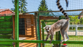 Mazurskie Mini Zoo w Kąpie - zdjęcie 57