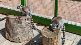 Mazurskie Mini Zoo w Kąpie - zdjęcie 56