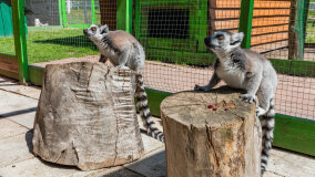 Mazurskie Mini Zoo w Kąpie - zdjęcie 55