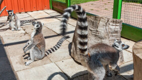 Mazurskie Mini Zoo w Kąpie - zdjęcie 54