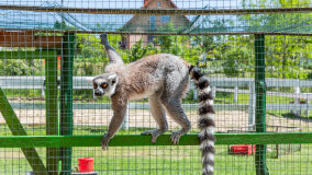 Mazurskie Mini Zoo w Kąpie - zdjęcie 53