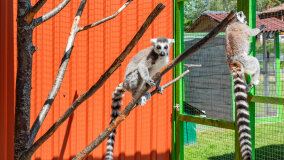 Mazurskie Mini Zoo w Kąpie - zdjęcie 52