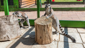Mazurskie Mini Zoo w Kąpie - zdjęcie 51