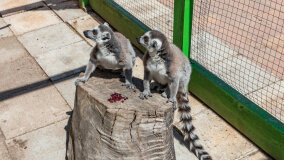 Mazurskie Mini Zoo w Kąpie - zdjęcie 50