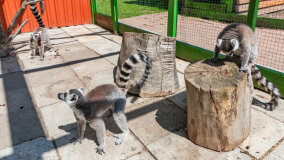 Mazurskie Mini Zoo w Kąpie - zdjęcie 49