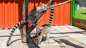 Mazurskie Mini Zoo w Kąpie - zdjęcie 48