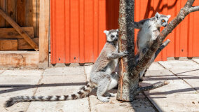 Mazurskie Mini Zoo w Kąpie - zdjęcie 47