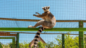 Mazurskie Mini Zoo w Kąpie - zdjęcie 45