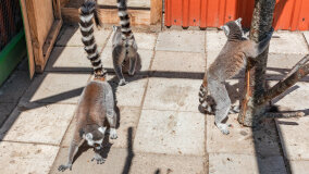 Mazurskie Mini Zoo w Kąpie - zdjęcie 44