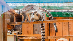 Mazurskie Mini Zoo w Kąpie - zdjęcie 43