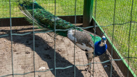 Mazurskie Mini Zoo w Kąpie - zdjęcie 42