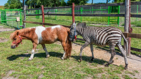 Mazurskie Mini Zoo w Kąpie - zdjęcie 41