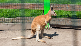 Mazurskie Mini Zoo w Kąpie - zdjęcie 40