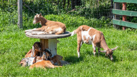 Mazurskie Mini Zoo w Kąpie - zdjęcie 39