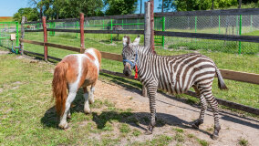 Mazurskie Mini Zoo w Kąpie - zdjęcie 38