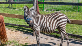 Mazurskie Mini Zoo w Kąpie - zdjęcie 37