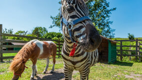 Mazurskie Mini Zoo w Kąpie - zdjęcie 36