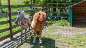 Mazurskie Mini Zoo w Kąpie - zdjęcie 35