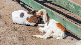 Mazurskie Mini Zoo w Kąpie - zdjęcie 34