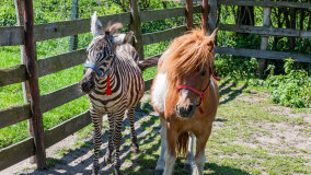 Mazurskie Mini Zoo w Kąpie - zdjęcie 33