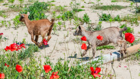 Mazurskie Mini Zoo w Kąpie - zdjęcie 32