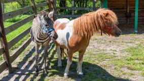 Mazurskie Mini Zoo w Kąpie - zdjęcie 31