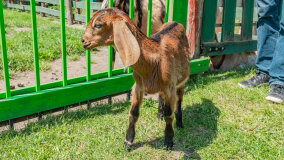 Mazurskie Mini Zoo w Kąpie - zdjęcie 30