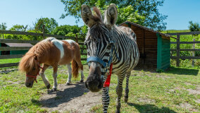 Mazurskie Mini Zoo w Kąpie - zdjęcie 29